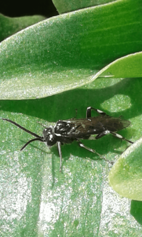 Tenthredinidae : Macrophya sp. (M. albicincta o M. alboannulata)